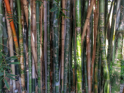 bamboo