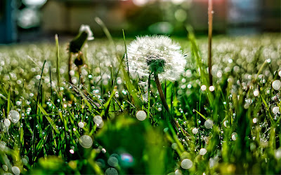 White Flower in Grass Macro Widescreen Wallpaper