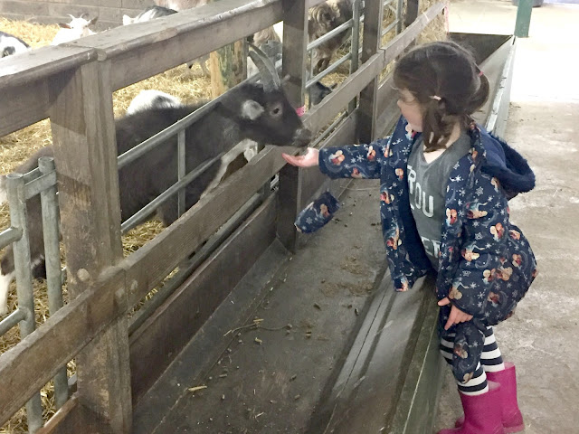 Feeding a goat at Whitehouse Farm