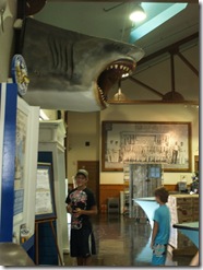 Shaaaaark !!!!!!!!