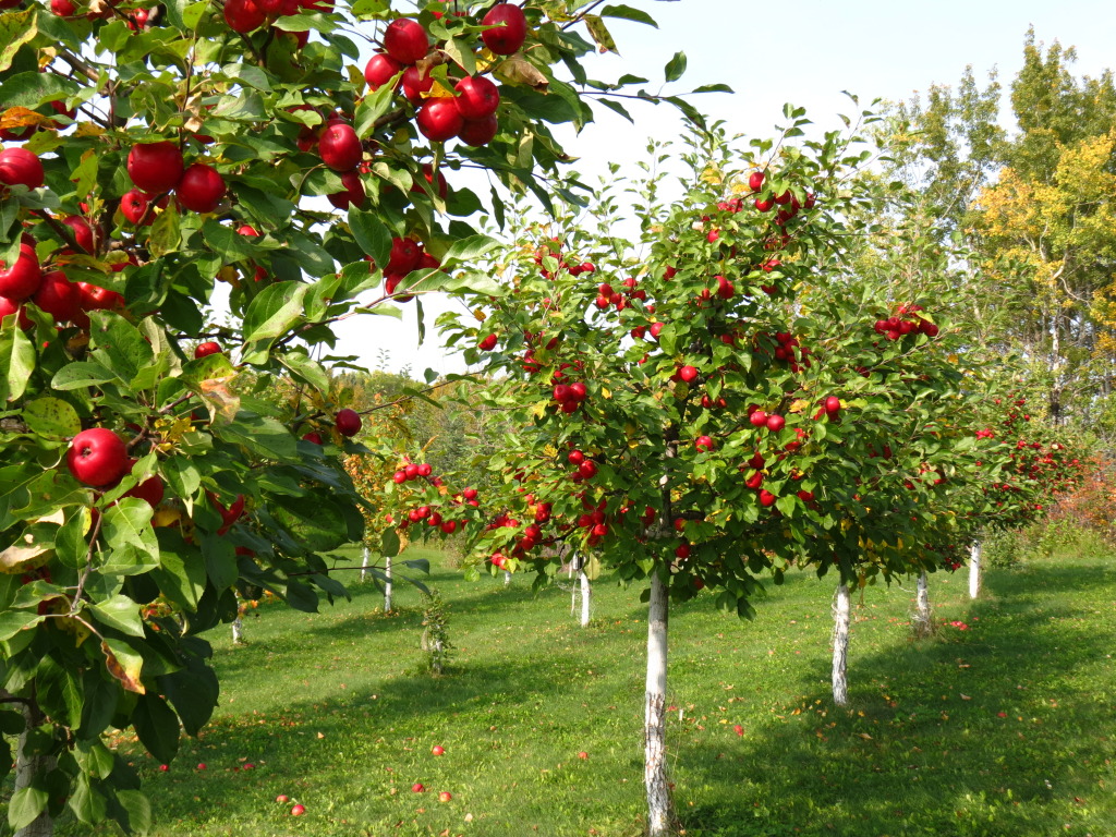 Two Men And A Little Farm BACKYARD ORCHARD INSPIRATION THURSDAY