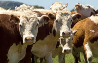 CVPS Cow Power Program For production of  Electricity<br />
