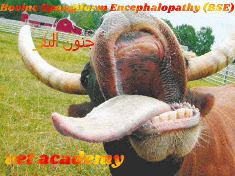 جنون البقر-Bovine Spongiform Encephalopathy (BSE)-Prion Disease