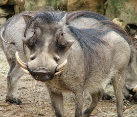 Warthog