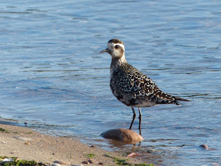 Pluvialis dominica - Pluvier bronzé - Pluvier doré d'Amérique