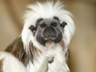 Monkey Desktop Wallpaper