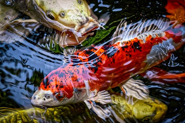 Cara Mengatasi Stres Ikan Koi