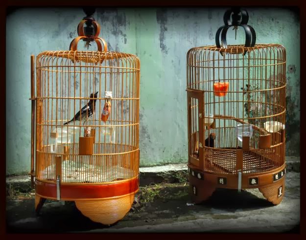 Joko The Untold Story Mengenal Jenis Sangkar Burung 