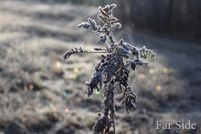 Frosty Sparkles