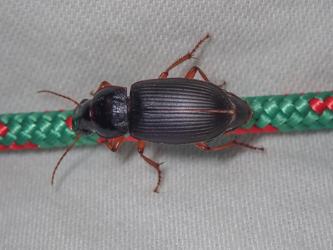 Harpalus rufipes