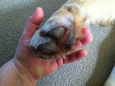 Human hand holding dog's paw