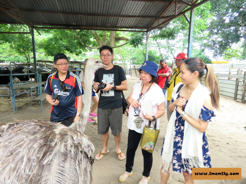 Visiting Chickaboo @ Desaru Ostrich Farm