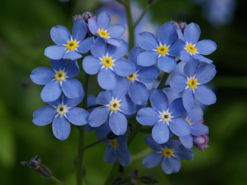 Forget-me-not - Picture