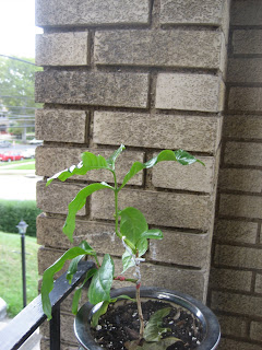 coffee tree bonsai