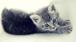 Baby Cat Wallpaper