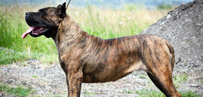 Perro Dogo Canario