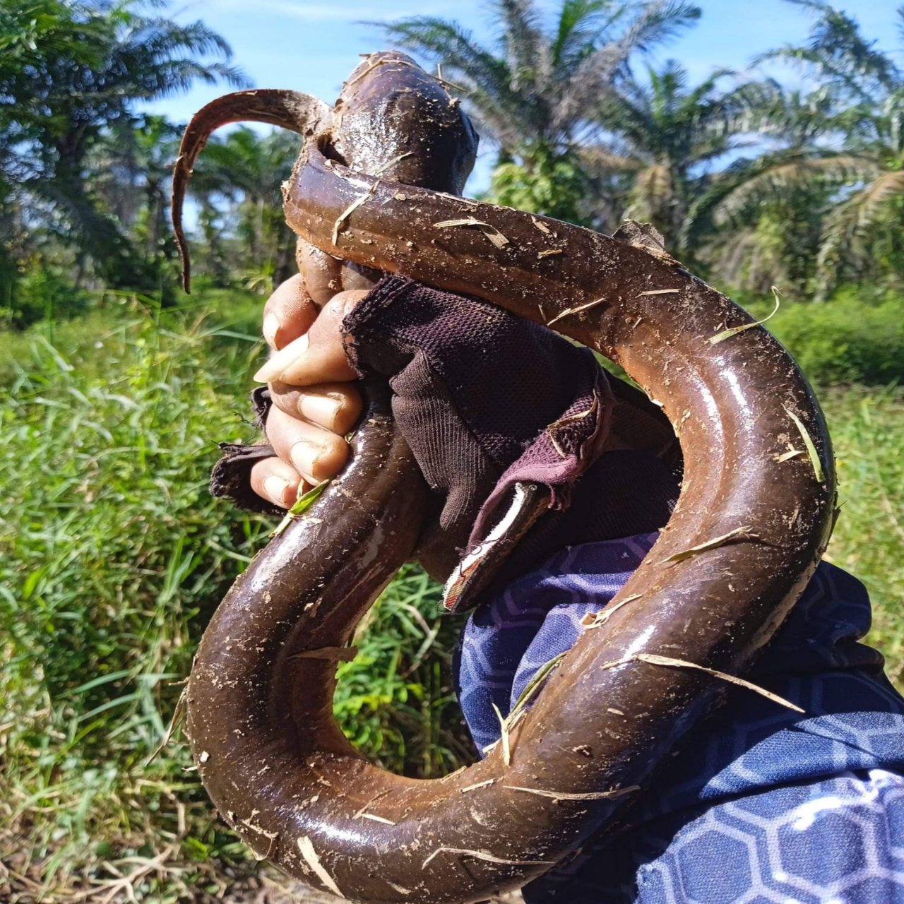 kenapa parah mengunakan bubu payung untuk perangkap belut