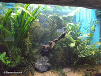 Aquatic plants display - Kyoto Botanical Gardens Conservatory, Japan