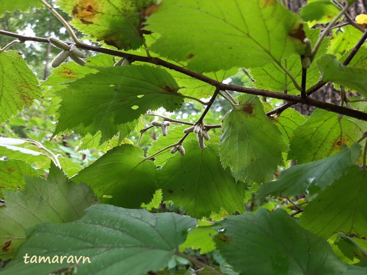 Лещина маньчжурская (Corylus mandshurica, =Corylus sieboldiana var. mandshurica)