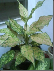 Aglaonema_7