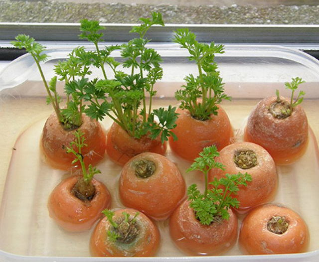 Growing Carrots in Pots