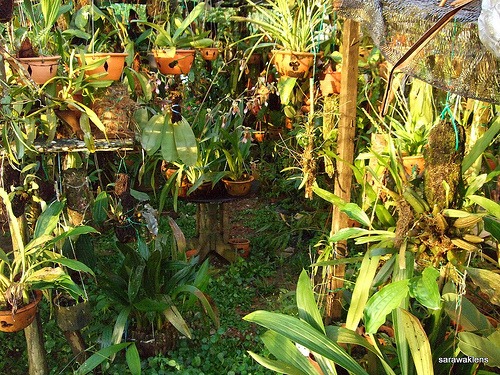 Orchid_shade_house_11