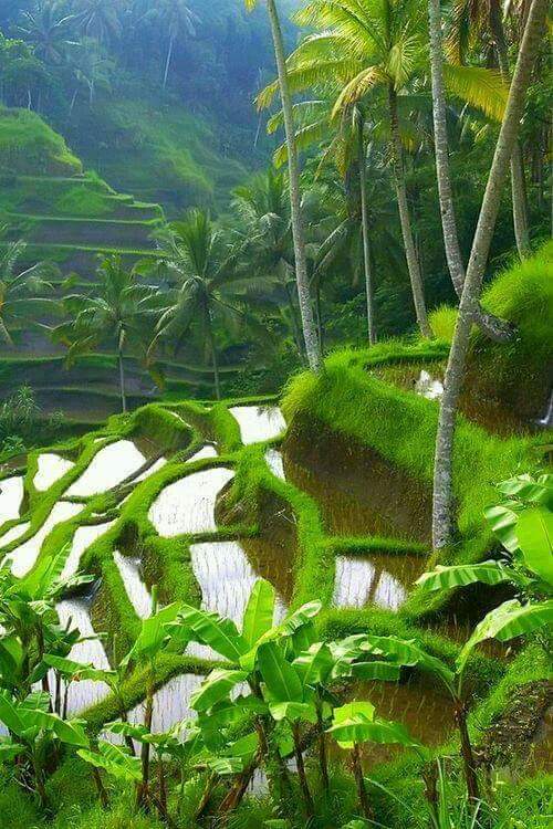 KUMPULAN FOTO PEMANDANGAN SAWAH DI DESA SANGAT INDAH DAN 