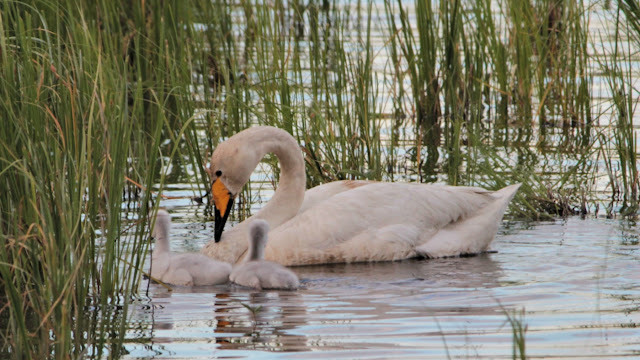 Lens and Cover | Swan with the Babies 2017