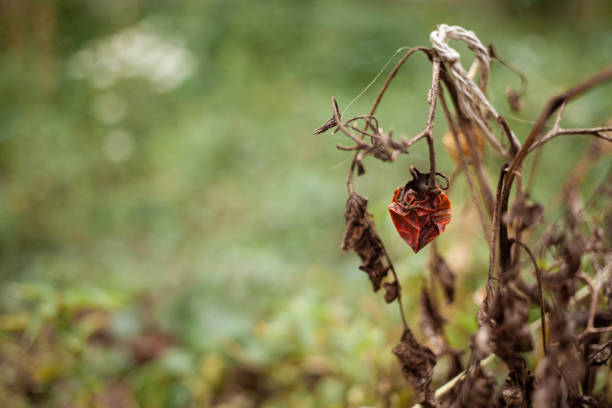 The Effects of Climate Change on Agricultural Diseases