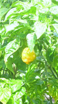 A scotch bonnet pepper still on the scotch bonnet pepper tree