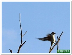 20110915_202815_083_NewBeiTou.MOV_snapshot_00.16_[2011.09.22_15.42.44]