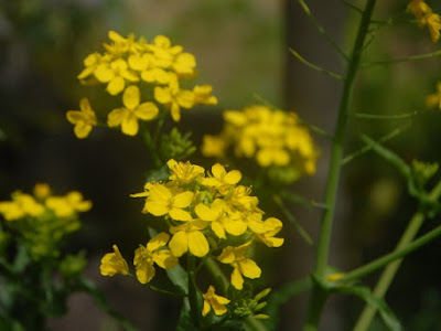 すべての美しい花の画像 菜の花 花 食べれる