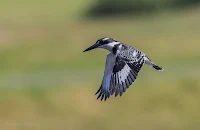 Pied Kingfisher -Birds In Flight Photography Cape Town with Canon EOS 7D Mark II Copyright Vernon Chalmers