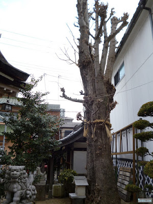 天王田八坂神社ご神木