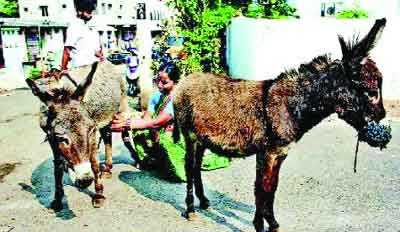 ভারতে গাধার দুধের চড়া দাম