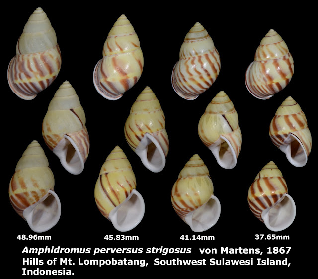 Amphidromus perversus strigosus 37.65 to 48.96mm