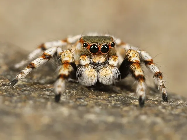 Learn-About-Tarantulas