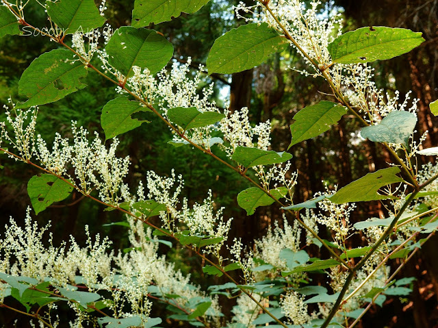 Fallopia japonica