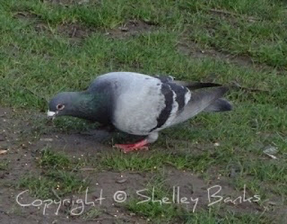 Wild/feral city pigeon - Amsterdam (c) copyright Shelley Banks, all rights reserved.