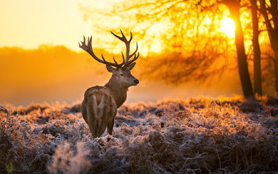 deer-animal-nature-forest-trees-sunset-photo-wallpaper