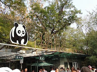 Giant Panda - Beijing Zoo