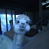 Our Visit to an Alpaca Farm