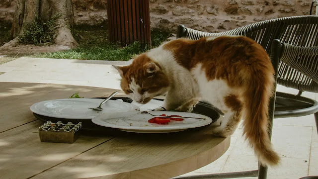 Cat Eating From Plates
