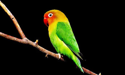 Information About Parrot In Marathi. पोपट पक्ष्याची माहिती