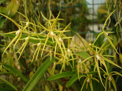 Prosthechea rhynchophora - Beak-Carrying Prosthechea care