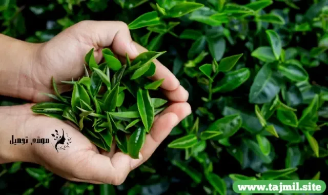 فوائد الشاي الأخضر ليبتون: استكشاف القوة الصحية لمشروب الشاي الرائع