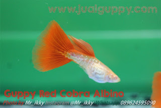 Jual  Red Tail Snakeskin Guppy,  Harga  Red Tail Snakeskin Guppy,  Toko  Red Tail Snakeskin Guppy,  Diskon  Red Tail Snakeskin Guppy,  Beli  Red Tail Snakeskin Guppy,  Review  Red Tail Snakeskin Guppy,  Promo  Red Tail Snakeskin Guppy,  Spesifikasi  Red Tail Snakeskin Guppy,   Red Tail Snakeskin Guppy Murah,   Red Tail Snakeskin Guppy Asli,   Red Tail Snakeskin Guppy Original,   Red Tail Snakeskin Guppy Jakarta,  Jenis  Red Tail Snakeskin Guppy,  Budidaya  Red Tail Snakeskin Guppy,  Peternak  Red Tail Snakeskin Guppy,  Cara Merawat  Red Tail Snakeskin Guppy,  Tips Merawat  Red Tail Snakeskin Guppy,  Bagaimana cara merawat  Red Tail Snakeskin Guppy,  Bagaimana mengobati  Red Tail Snakeskin Guppy,  Ciri-Ciri Hamil  Red Tail Snakeskin Guppy,  Kandang  Red Tail Snakeskin Guppy,  Ternak  Red Tail Snakeskin Guppy,  Makanan  Red Tail Snakeskin Guppy,   Red Tail Snakeskin Guppy Termahal,  Adopsi  Red Tail Snakeskin Guppy,  Jual Cepat  Red Tail Snakeskin Guppy,  Kreatif  Red Tail Snakeskin Guppy,  Desain  Red Tail Snakeskin Guppy,  Order  Red Tail Snakeskin Guppy,  Kado  Red Tail Snakeskin Guppy,  Cara Buat  Red Tail Snakeskin Guppy,  Pesan  Red Tail Snakeskin Guppy,  Wisuda  Red Tail Snakeskin Guppy,  Ultah  Red Tail Snakeskin Guppy,  Nikah  Red Tail Snakeskin Guppy,  Wedding  Red Tail Snakeskin Guppy,  Flanel  Red Tail Snakeskin Guppy,  Special  Red Tail Snakeskin Guppy,  Suprise  Red Tail Snakeskin Guppy,  Anniversary  Red Tail Snakeskin Guppy,  Moment  Red Tail Snakeskin Guppy,  Istimewa   Red Tail Snakeskin Guppy,  Kasih Sayang   Red Tail Snakeskin Guppy,  Valentine   Red Tail Snakeskin Guppy,  Tersayang  Red Tail Snakeskin Guppy,  Unik  Red Tail Snakeskin Guppy, 