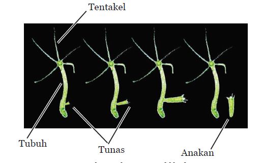  Reproduksi  Pada Hewan  Aseksual dan Seksual Hydra 