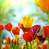 The Spring/Fall Equinox: A Time for Harmony and Prosperity | Ami Sattinger