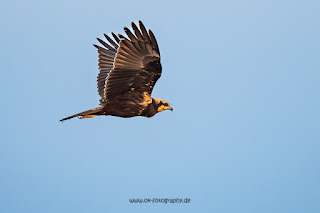 Wildlifefotografie Rohrweihe Olaf Kerber